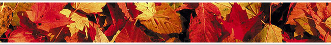 fall04-leaves.jpg